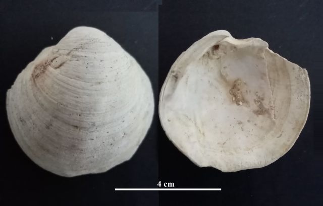 Anodontia sp.